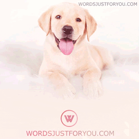 Dog Monday Gif