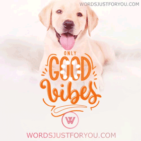 Good Vibes Gif