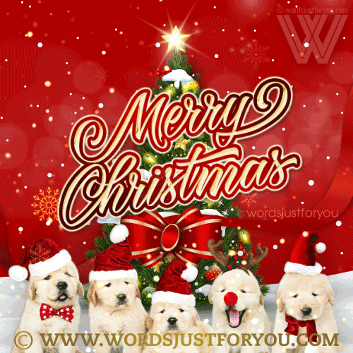 Cute Merry Christmas Gif - Merry Christmas Gif