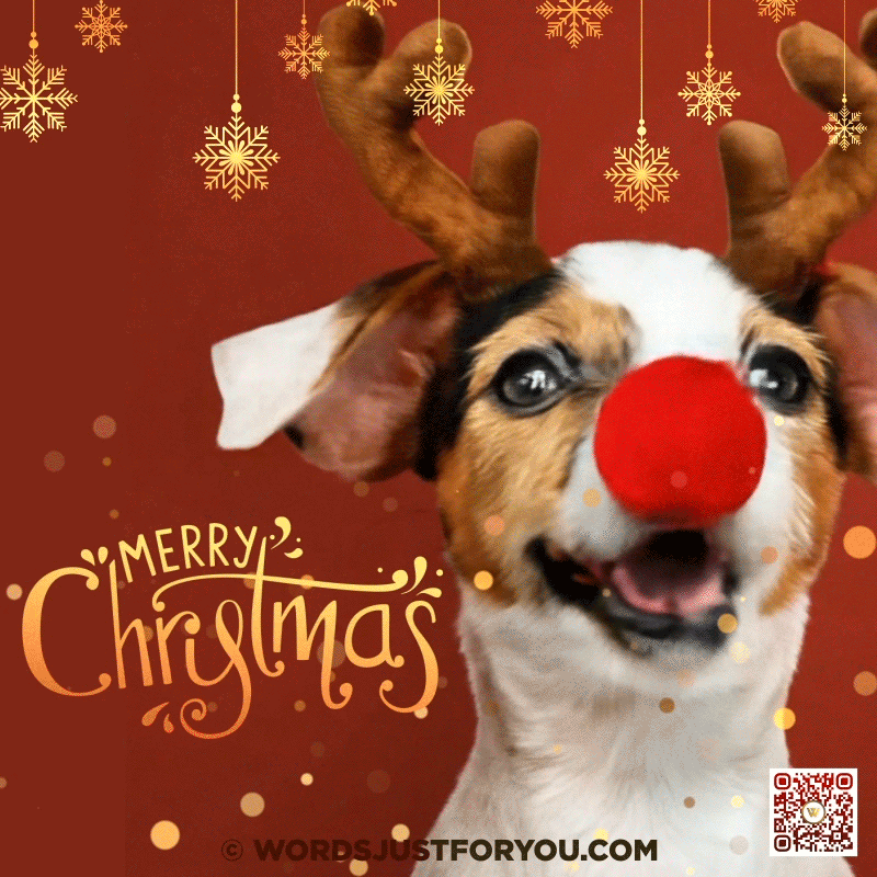 Merry Christmas Dog GIF